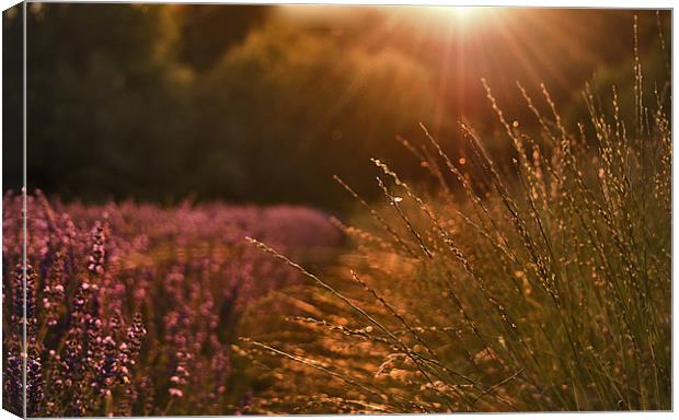 Lavender field near sunset Canvas Print by Dawn Cox