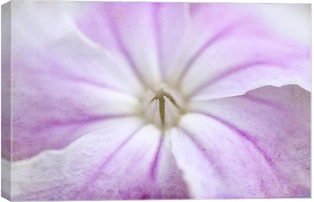 Lilac veined Flower Canvas Print by Dawn Cox