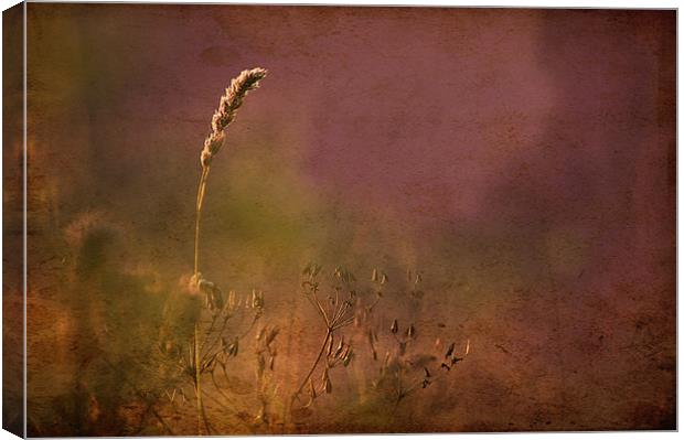 Grasses, Antique style picture Canvas Print by Dawn Cox
