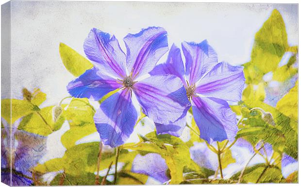 Purple Clematis Canvas Print by Dawn Cox