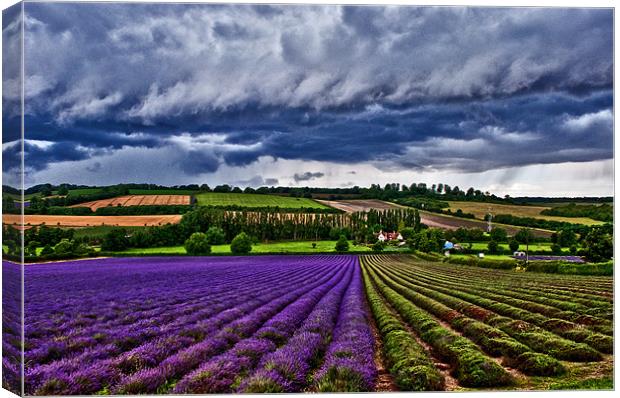 A Storm over the Lavender field. Canvas Print by Dawn Cox