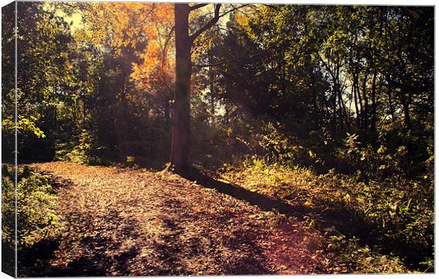 Autumn Light Canvas Print by Dawn Cox