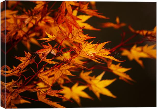 Golden Brown Canvas Print by Dawn Cox