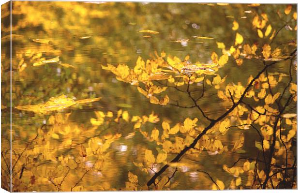 Reflections and Fallen Autumn Leaves Canvas Print by Dawn Cox