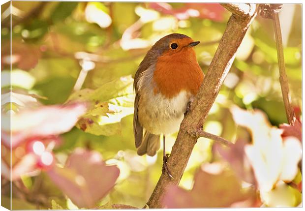 Robin waiting for a snack Canvas Print by Dawn Cox
