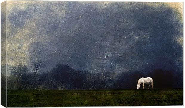 Moonlight Shadow Canvas Print by Dawn Cox