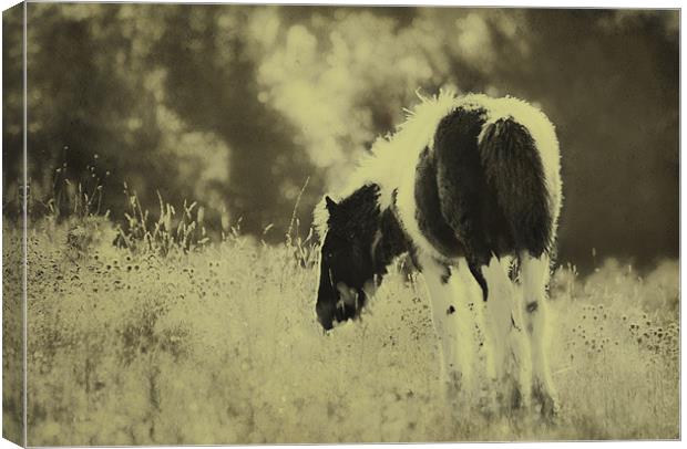 Grazing Foal Canvas Print by Dawn Cox