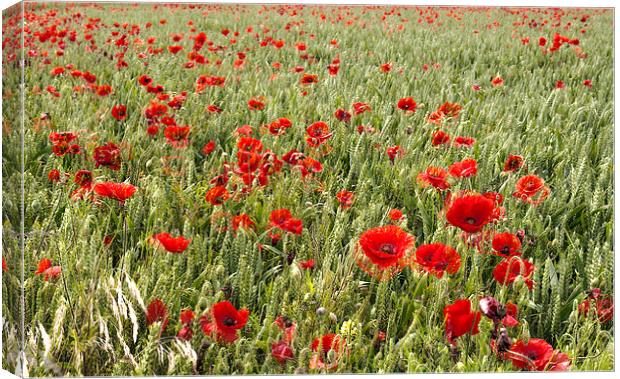 field of poppies Canvas Print by Dawn Cox