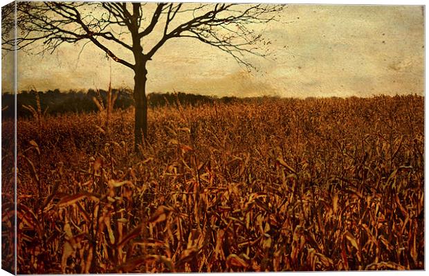 Corn field in Autumn Canvas Print by Dawn Cox
