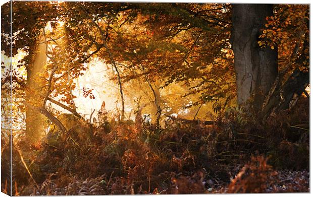 Sunlight through the trees Canvas Print by Dawn Cox
