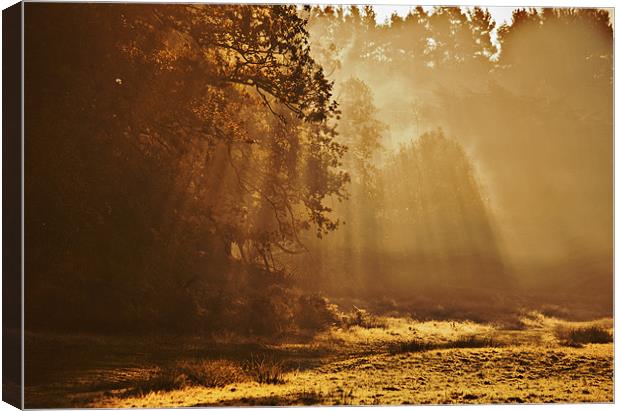 looking towards the light Canvas Print by Dawn Cox