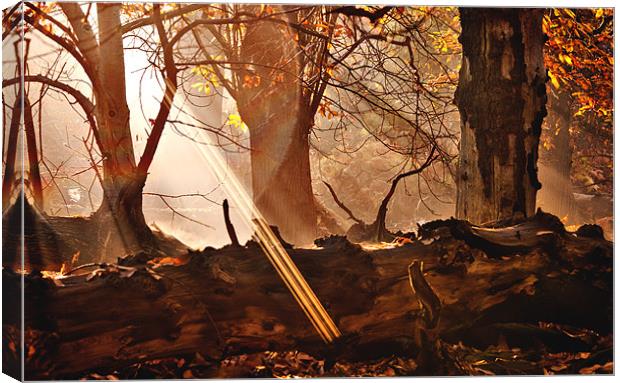 Light in the Woods Canvas Print by Dawn Cox