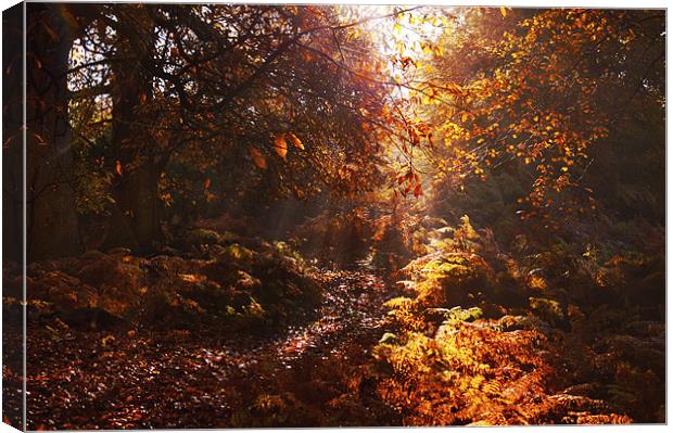 Autumn walk in the Woods Canvas Print by Dawn Cox