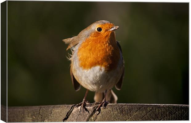 Robin Redbreast waiting for some titbit Canvas Print by Dawn Cox