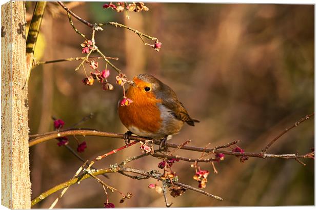 Robin Redbreast on  Spindle tree Canvas Print by Dawn Cox