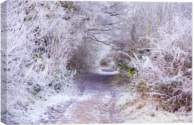 The Lane to Narnia Canvas Print by Dawn Cox