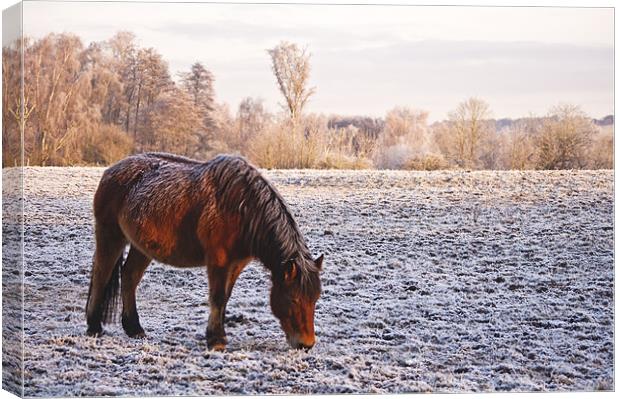 Pony grazing in the frost Canvas Print by Dawn Cox