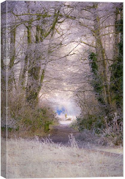 A Frosty Canopy Canvas Print by Dawn Cox