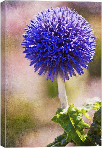 Purple Allium Flower Canvas Print by Dawn Cox