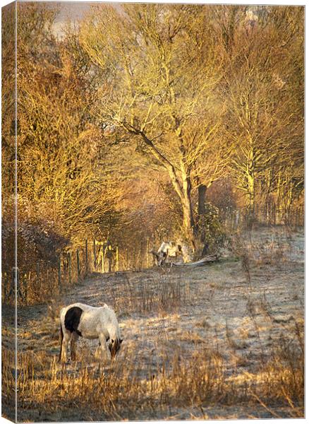 Horse grazing in field near Otford Village Canvas Print by Dawn Cox