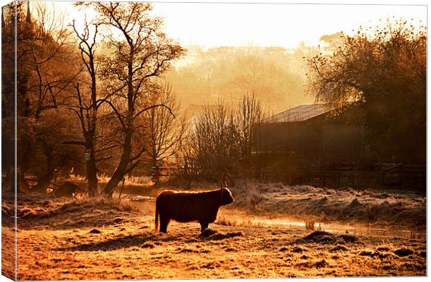 Highland Cattle in Dawn light Canvas Print by Dawn Cox