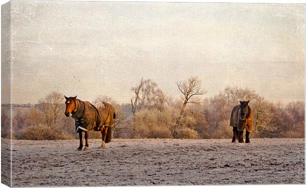 Two horses in winter coats Canvas Print by Dawn Cox