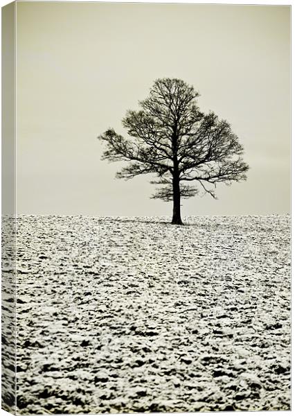 Winter tree Canvas Print by Dawn Cox