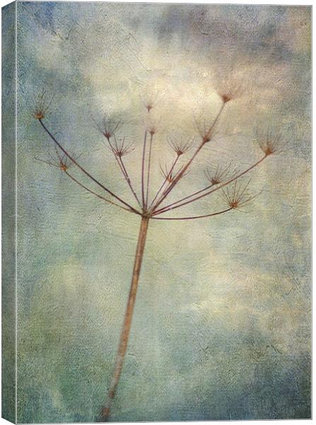 carried on the wind Canvas Print by Dawn Cox