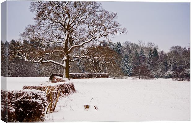 Snow covered Kent countryside Canvas Print by Dawn Cox