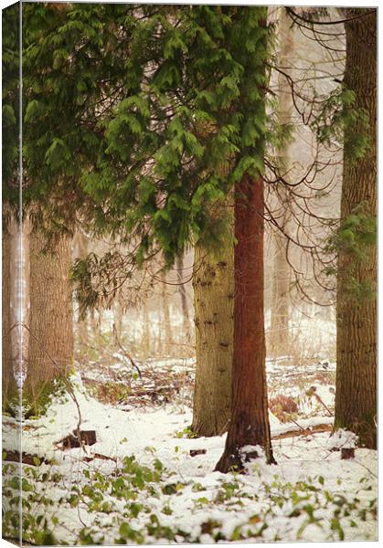 a small corner of the pine forest Canvas Print by Dawn Cox