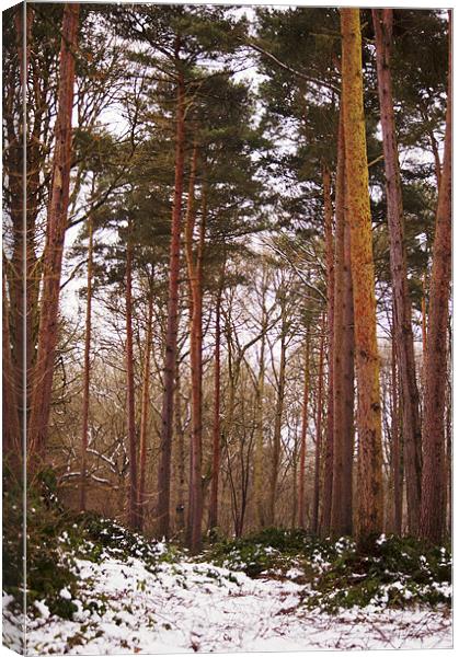 Reach for the sky - pine trees, kent Canvas Print by Dawn Cox