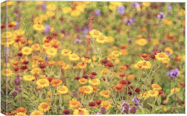 Field of sunshine Canvas Print by Dawn Cox