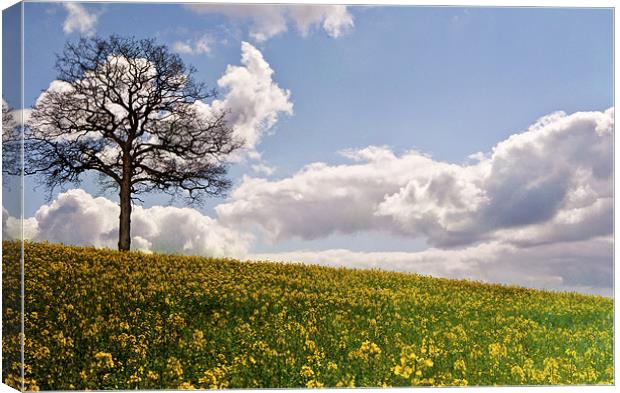 Lone tree in field of gold Canvas Print by Dawn Cox