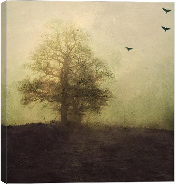 lost in the fog Canvas Print by Dawn Cox
