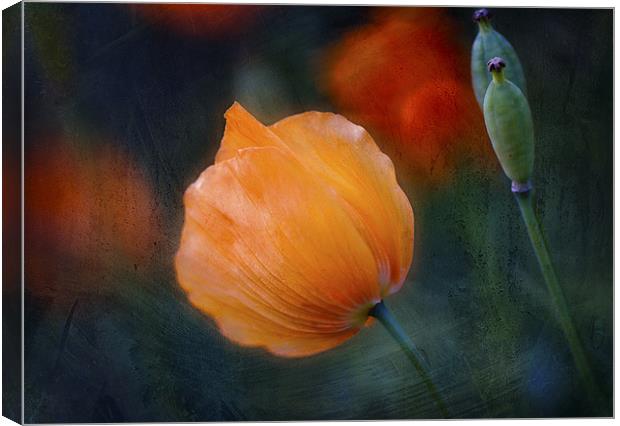 Welsh Poppy Canvas Print by Dawn Cox