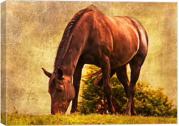 Pastures new Canvas Print by Dawn Cox