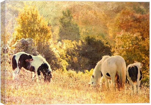 Golden Autumn morning Canvas Print by Dawn Cox