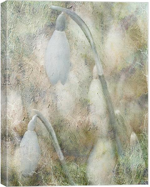 Hints of Snowdrops Canvas Print by Dawn Cox