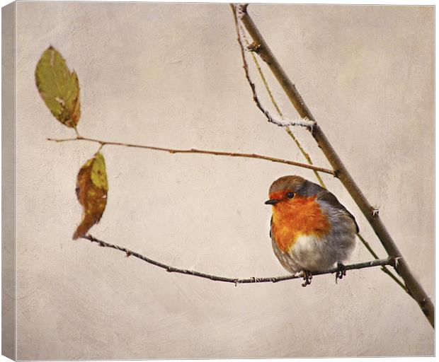 Robin Redbreast - Erithacus rubecula Canvas Print by Dawn Cox