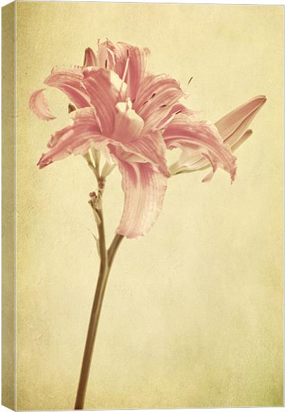 pink lilly flower Canvas Print by Dawn Cox