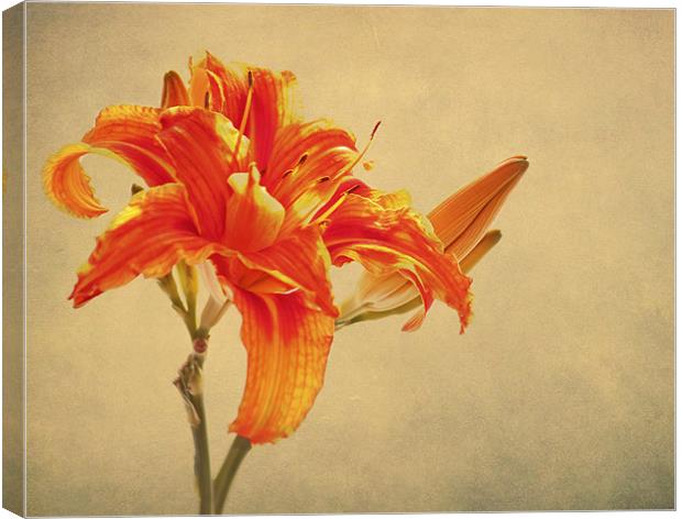 Orange Lily Canvas Print by Dawn Cox