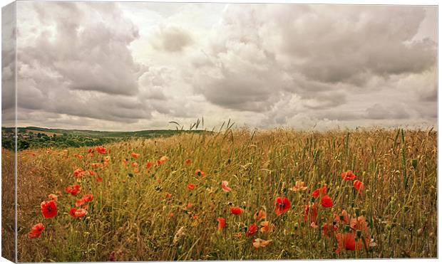 Poppies on the Hill Canvas Print by Dawn Cox