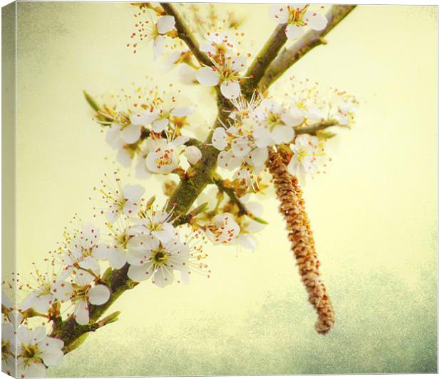 Blackthorn Blossom Canvas Print by Dawn Cox