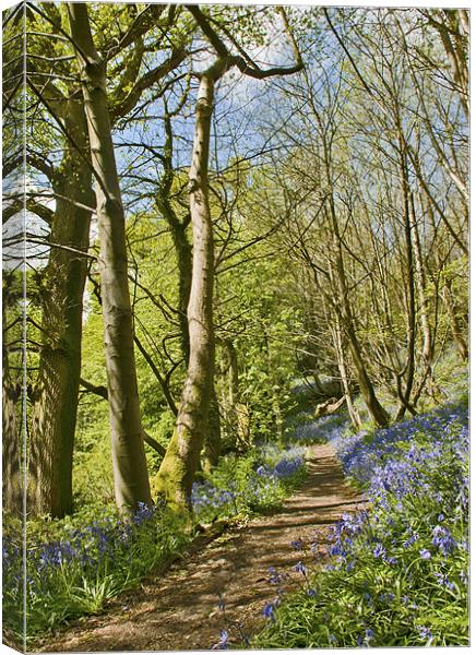 Bluebell pathway Canvas Print by Dawn Cox