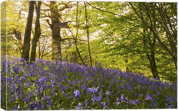 Bluebells on the Hill Canvas Print by Dawn Cox