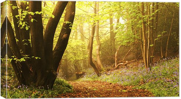 The Bluebell Dell Canvas Print by Dawn Cox