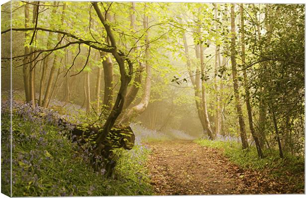 Walk through the Bluebell woods Canvas Print by Dawn Cox