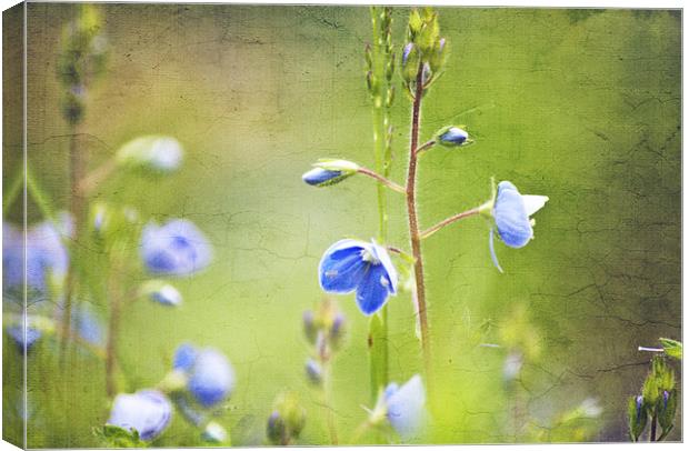 Wildflowers Canvas Print by Dawn Cox