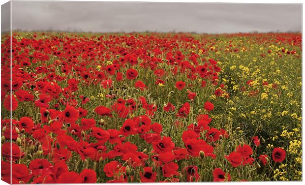 Glorious Poppies Canvas Print by Dawn Cox