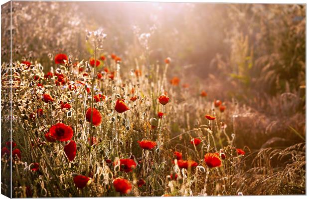 Morning light on Poppies Canvas Print by Dawn Cox